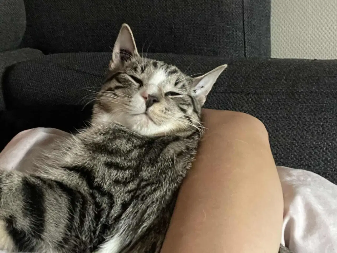 Billede 5 - Opflaskede, kastrerede hankatte