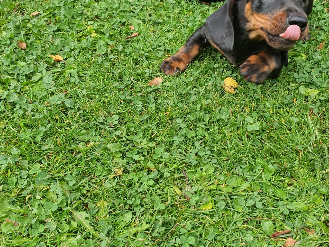 Billede 1 - Gravhunde korthåret 