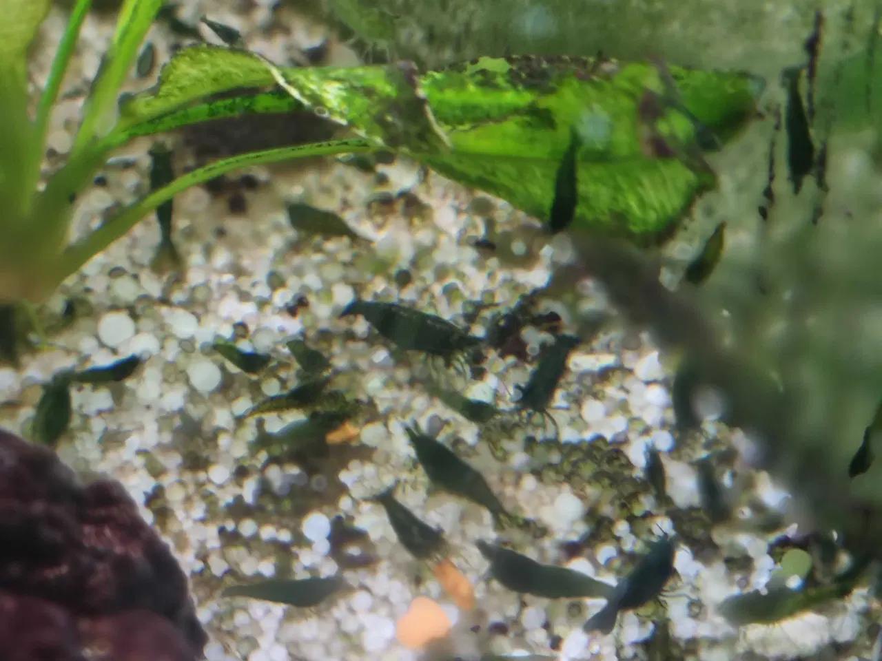 Billede 1 - Rejer Green jade neocaridina 