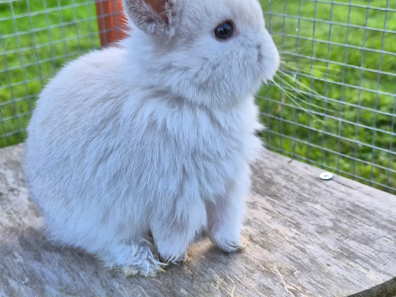 Billede 7 - Kaninunger mini lop 