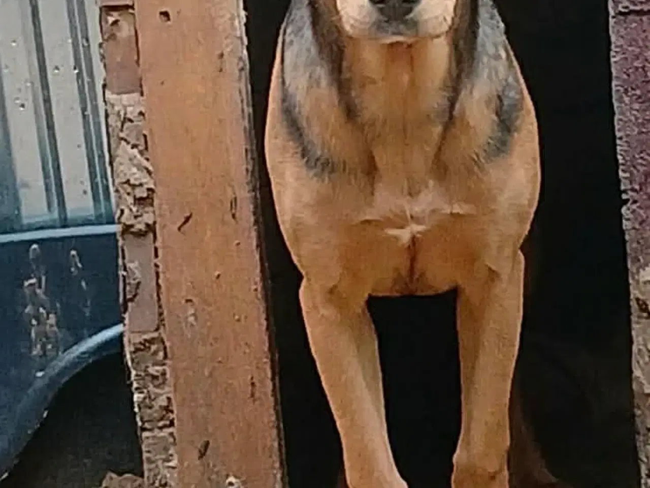 Billede 4 - Søde Minna søger sit 4ever hjem