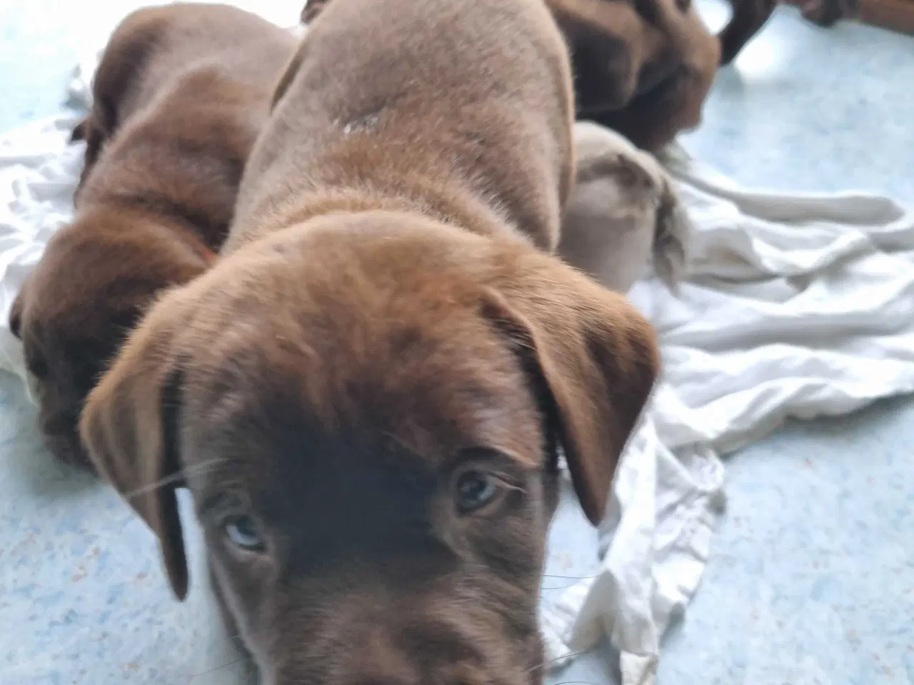 Billede 6 - Brun Labrador gammel slags