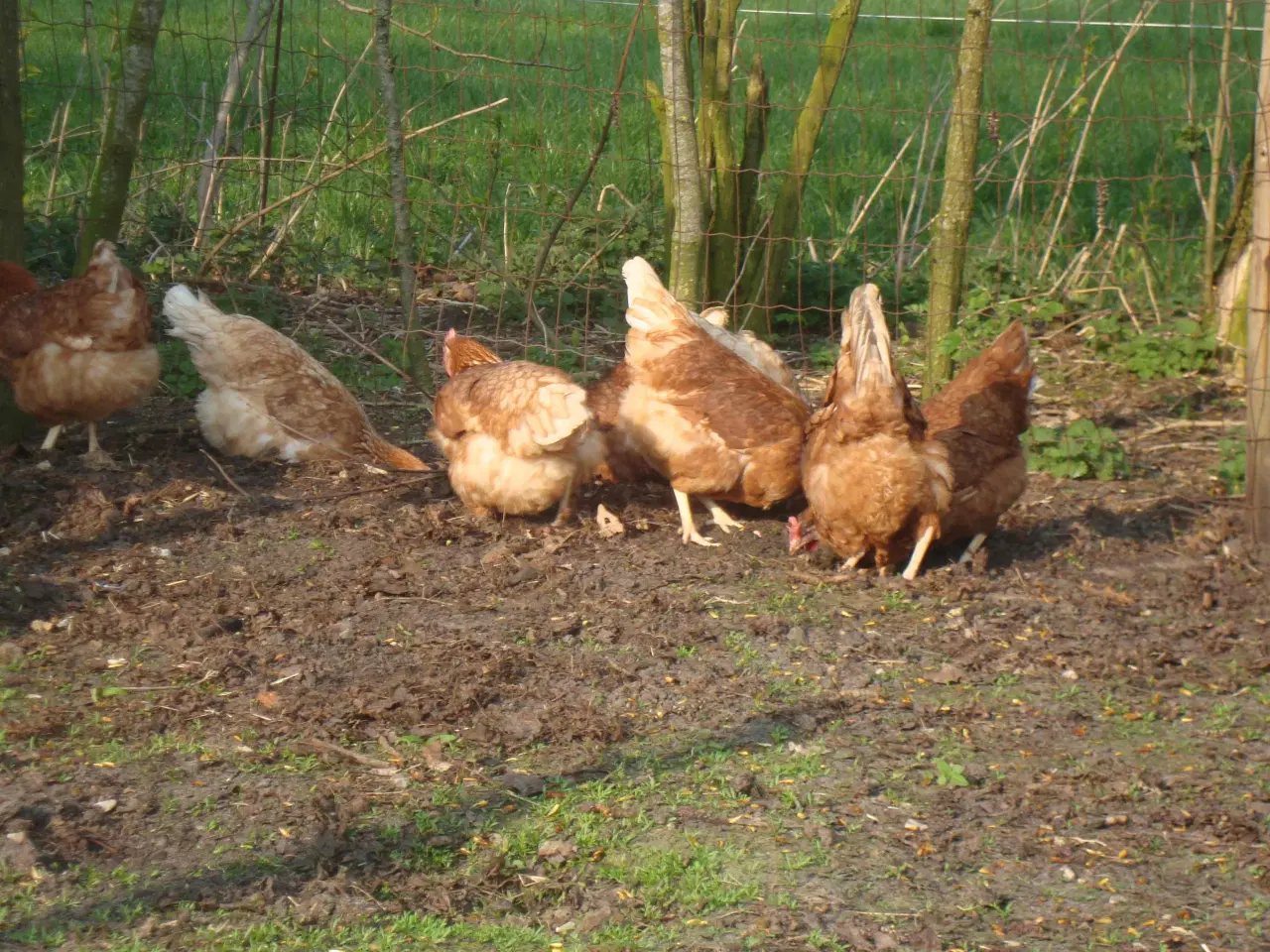 Billede 1 - Røde høns