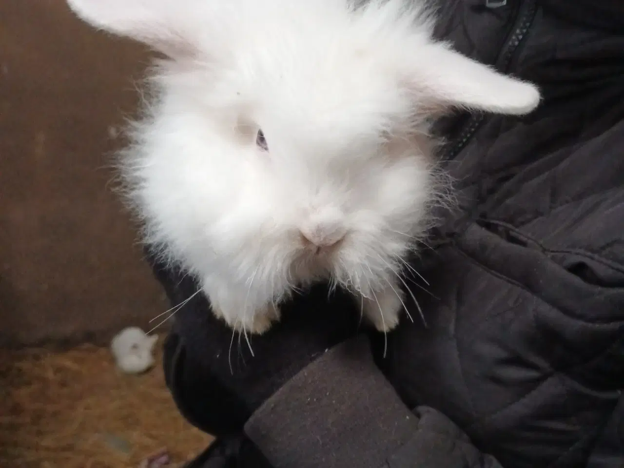 Billede 8 - Kaninunger