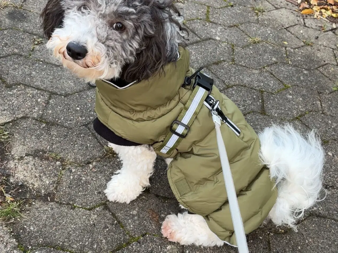 Billede 3 - Sødeste og kærligste cavapoo 