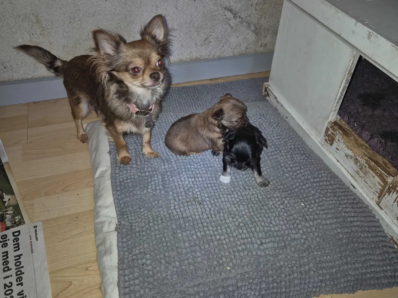 Billede 6 - Langhåret chihuahua 