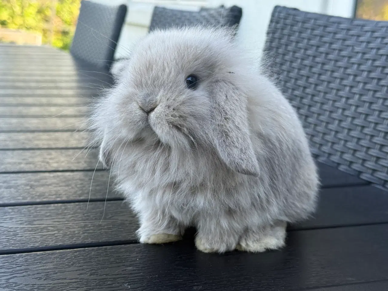 Billede 4 - Mini lion lop