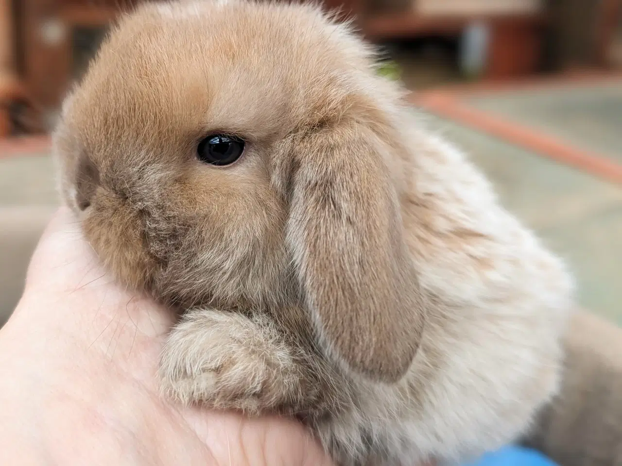 Billede 4 - Minilop kaninunge sælges 