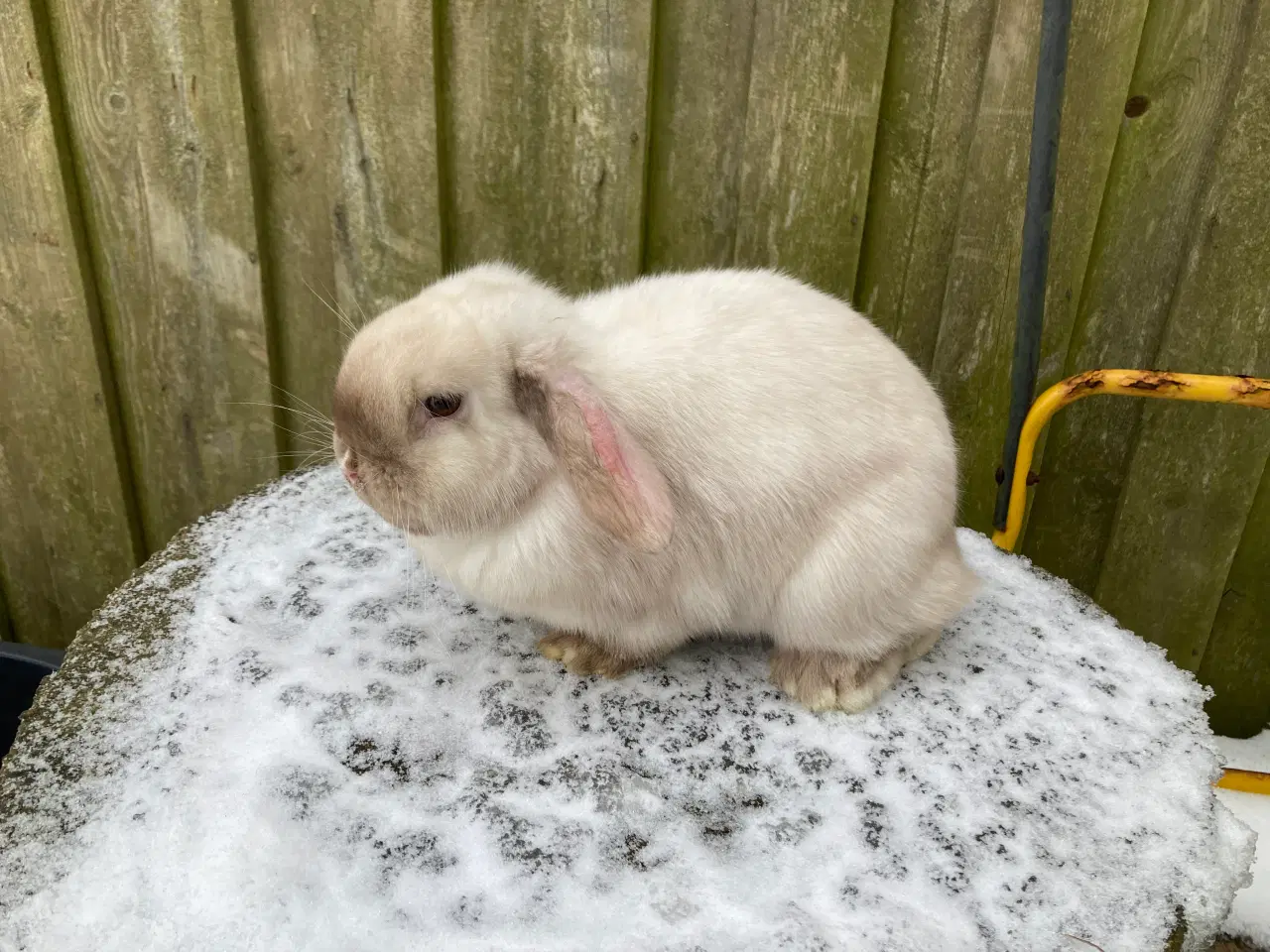 Billede 3 - Minilop pige søger nyt hjem