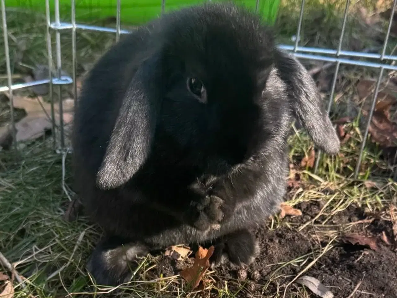 Billede 18 - Han Dværgvædder unger sælges 