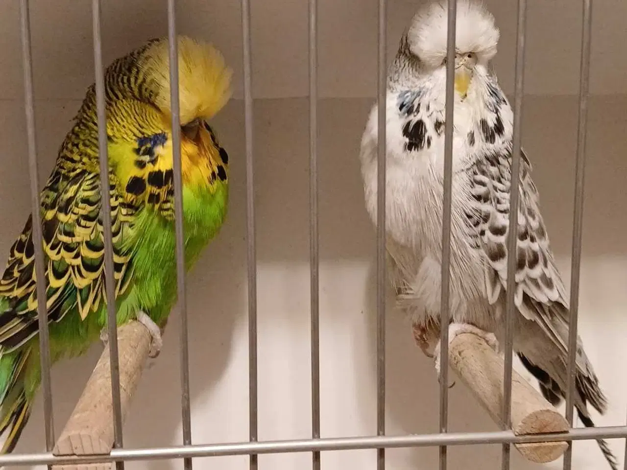 Billede 6 - Engelske undulater 