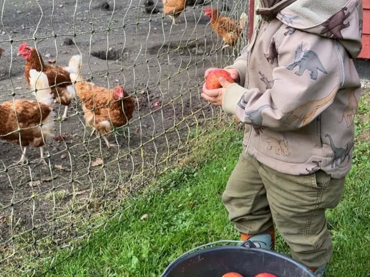 Billede 3 - 1 års isa brown