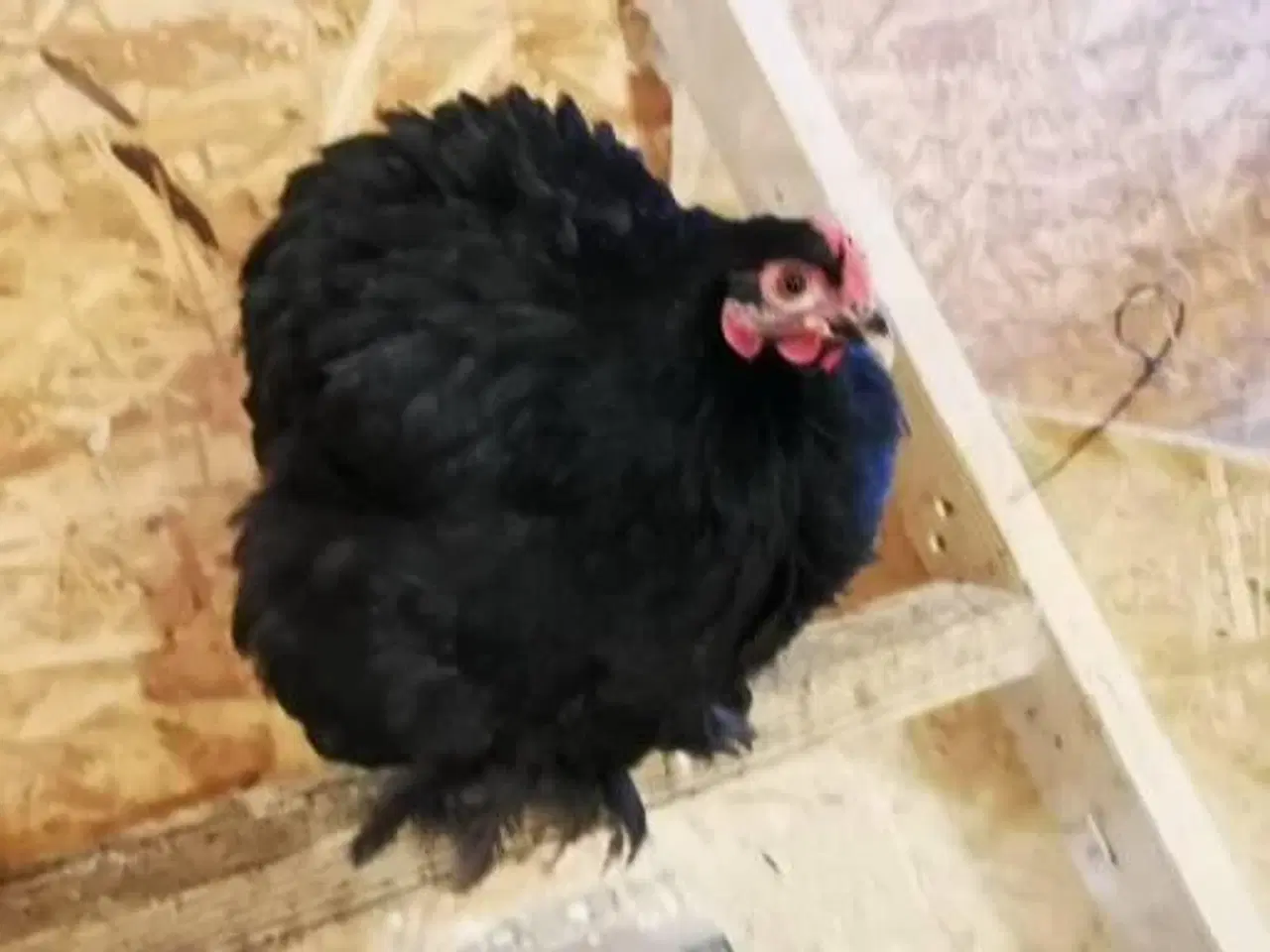 Billede 7 - Dværg kochin 