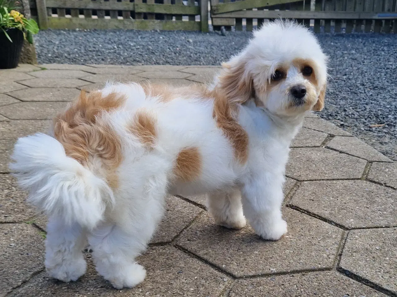 Billede 8 - Havapoo tæve hvalp❤️🐶