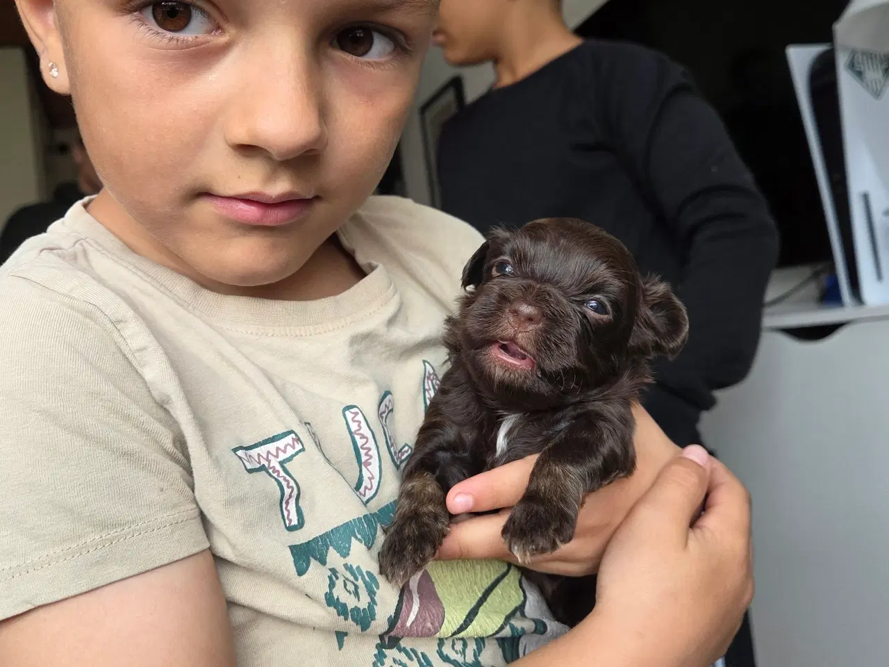 Billede 4 - Bichon havanais hvalpe