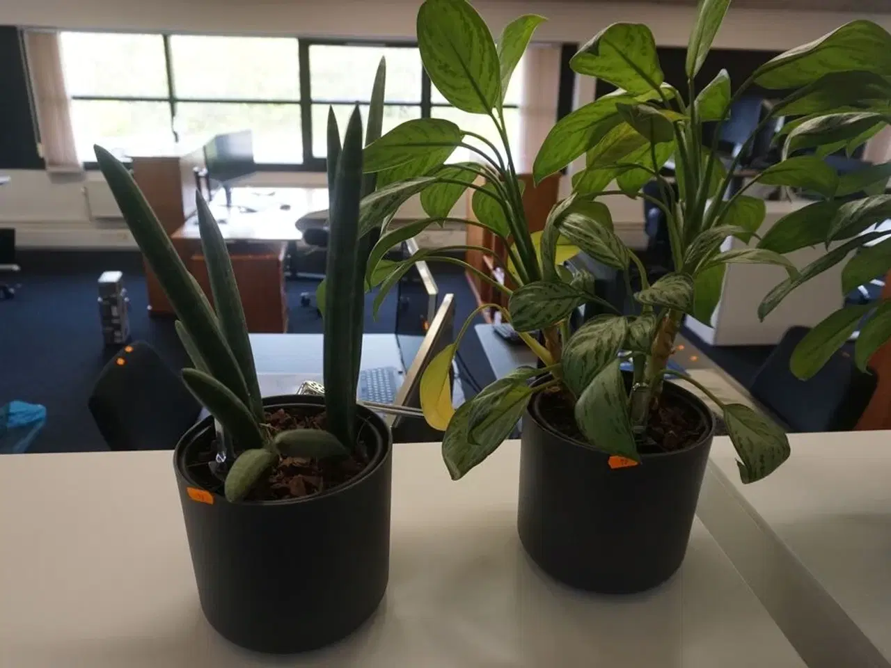 Billede 2 - 3 stk. planter