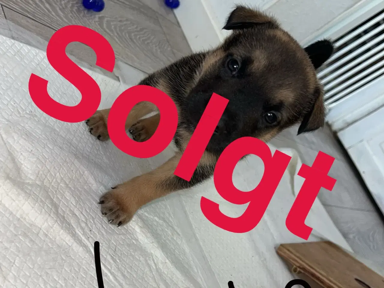 Billede 8 - Blandings hvalpe 