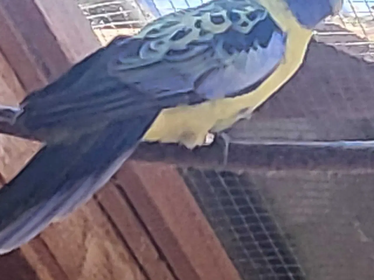 Billede 1 - Gul rossella 