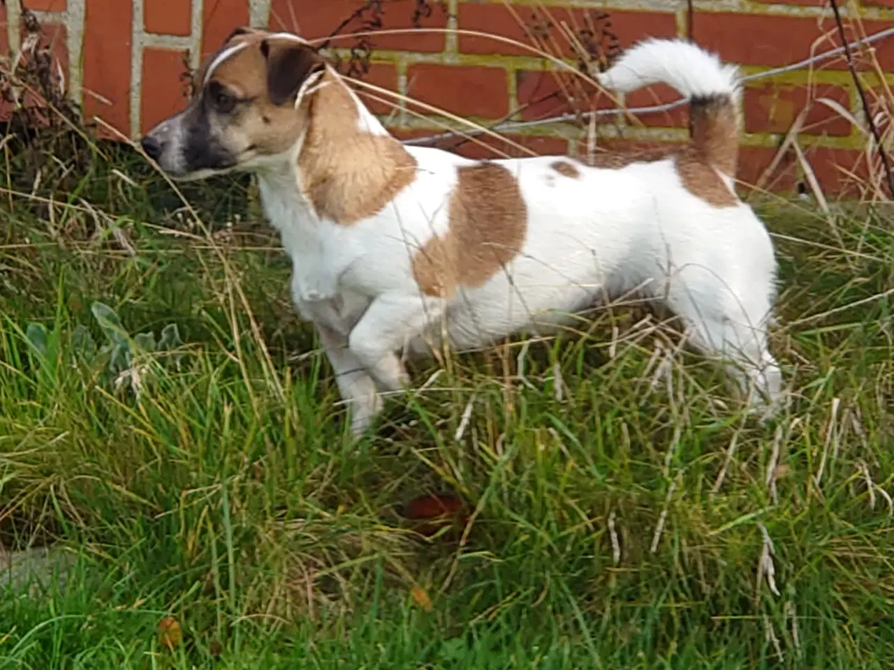 Billede 6 - Jack Russel tæve hvalp ( lav benet)