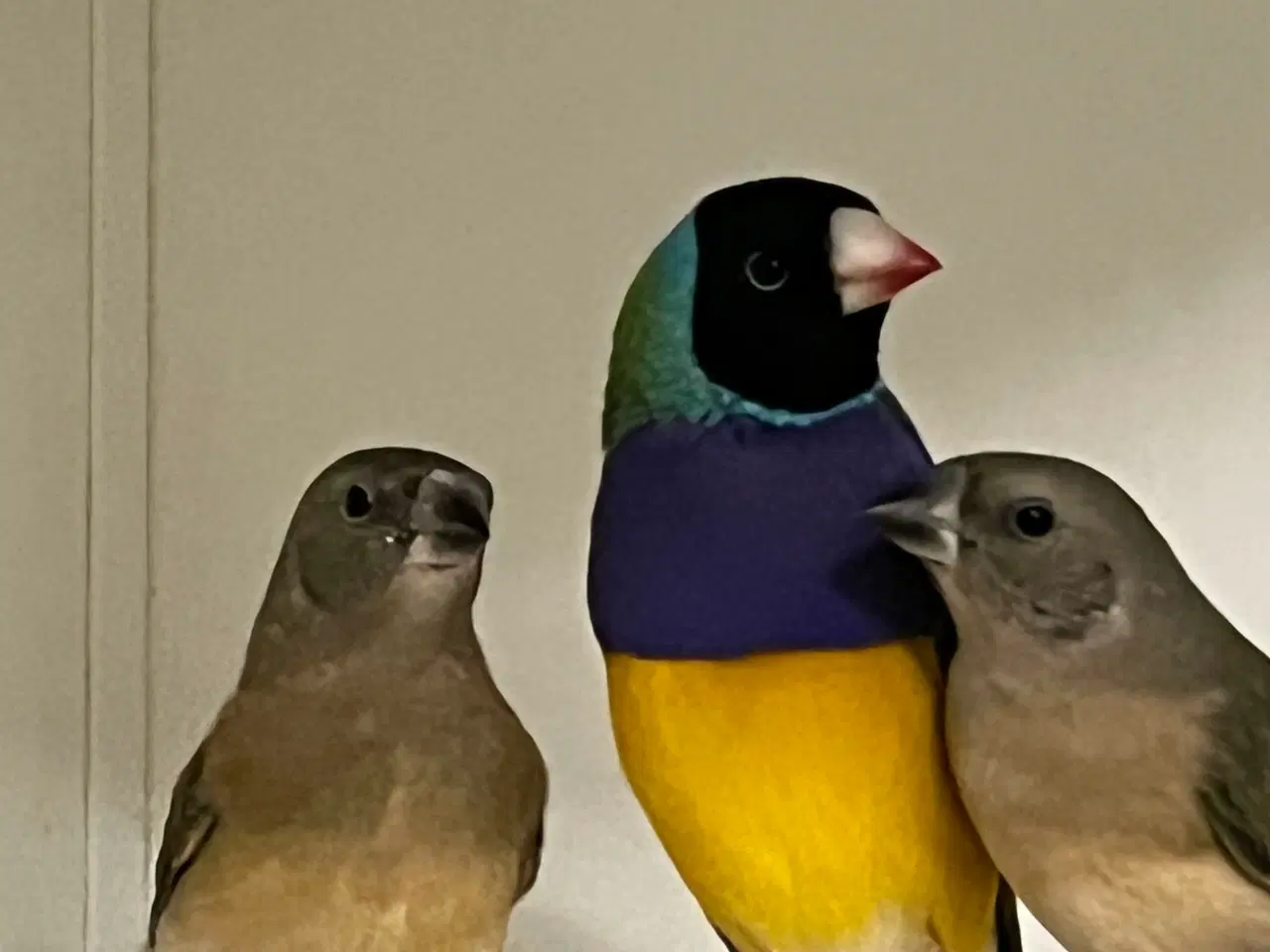 Billede 1 - Gouldamadine par sælges