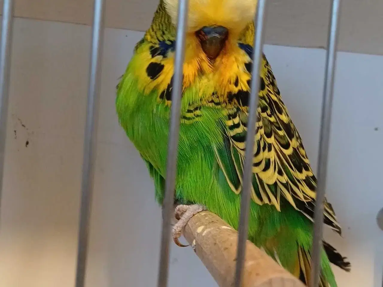 Billede 8 - Engelsk undulat han