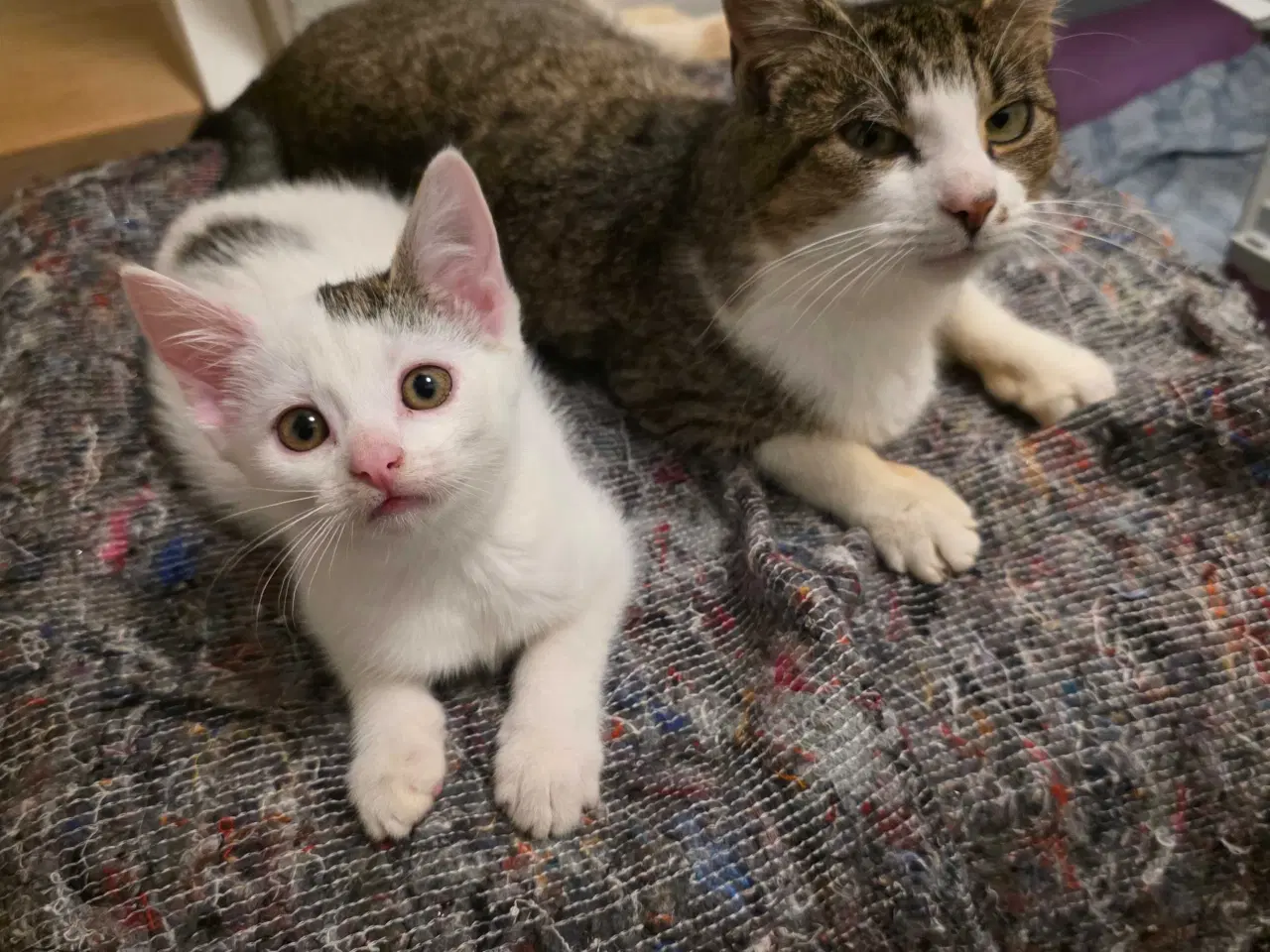 Billede 8 - Fræk og legesyg kattekilling