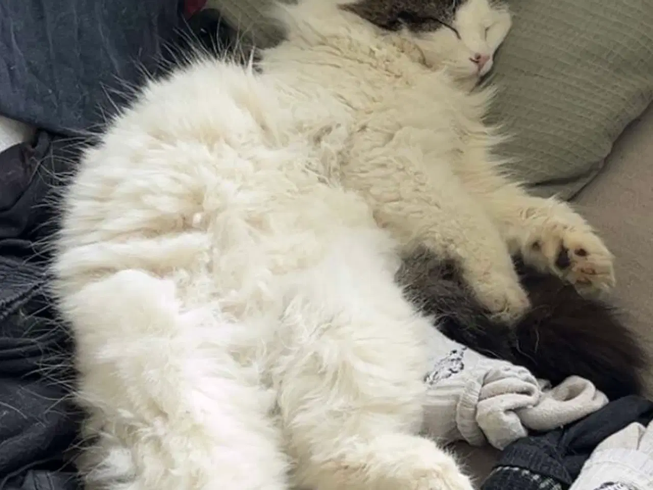 Billede 3 - Hun kat søger nyt hjem