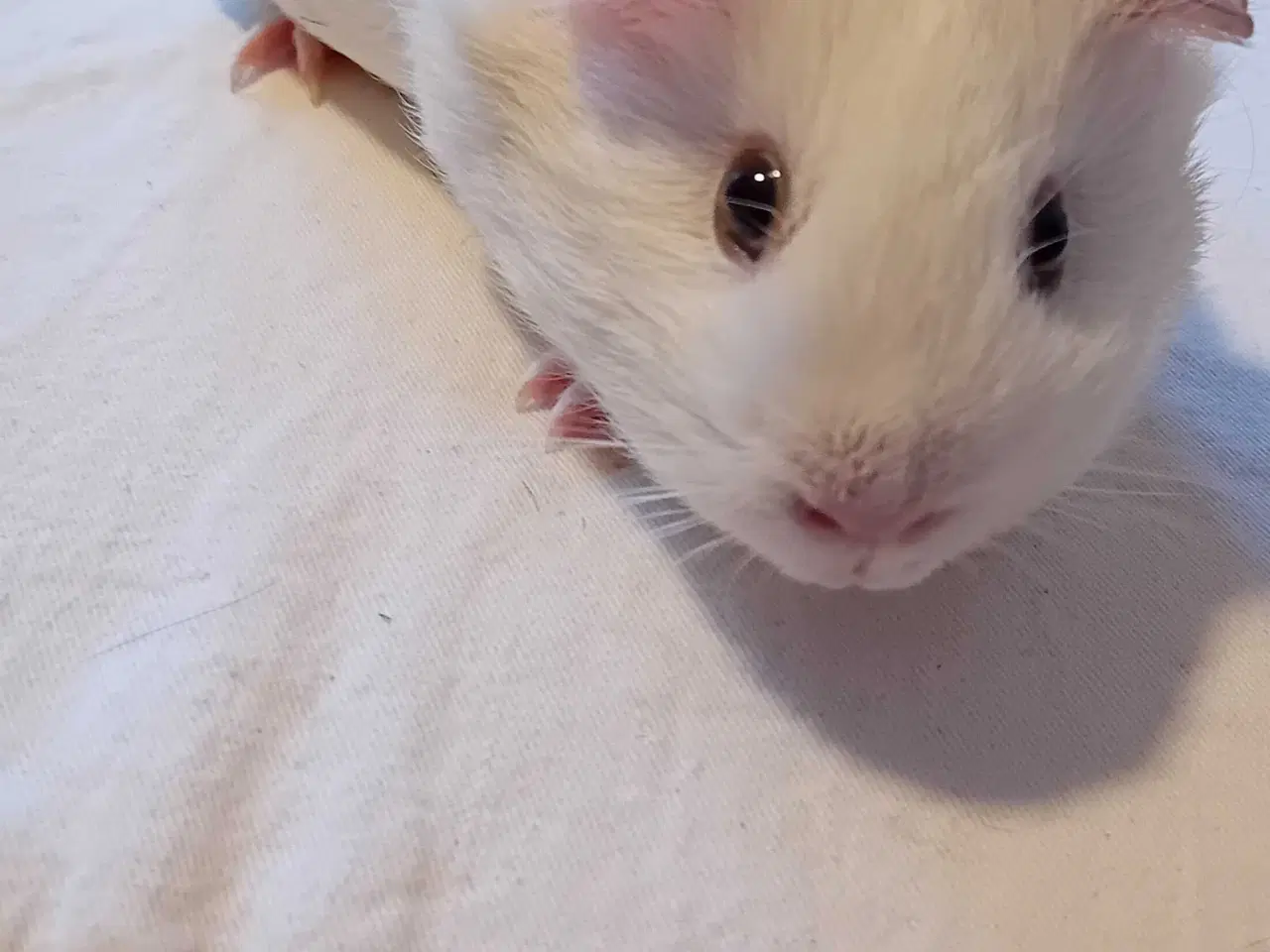 Billede 1 - Hun marsvin 