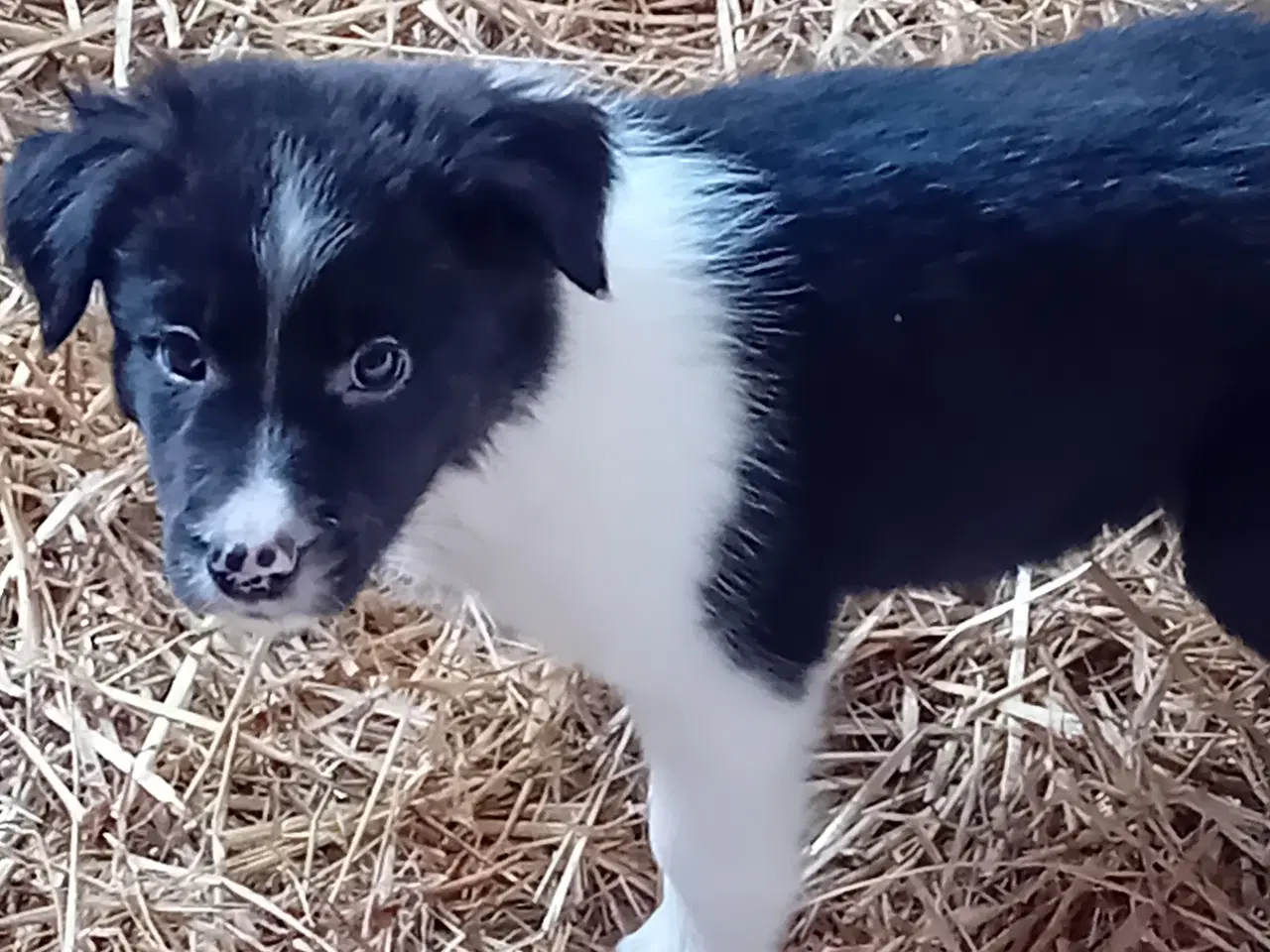 Billede 3 - Border Collie Hvalpe