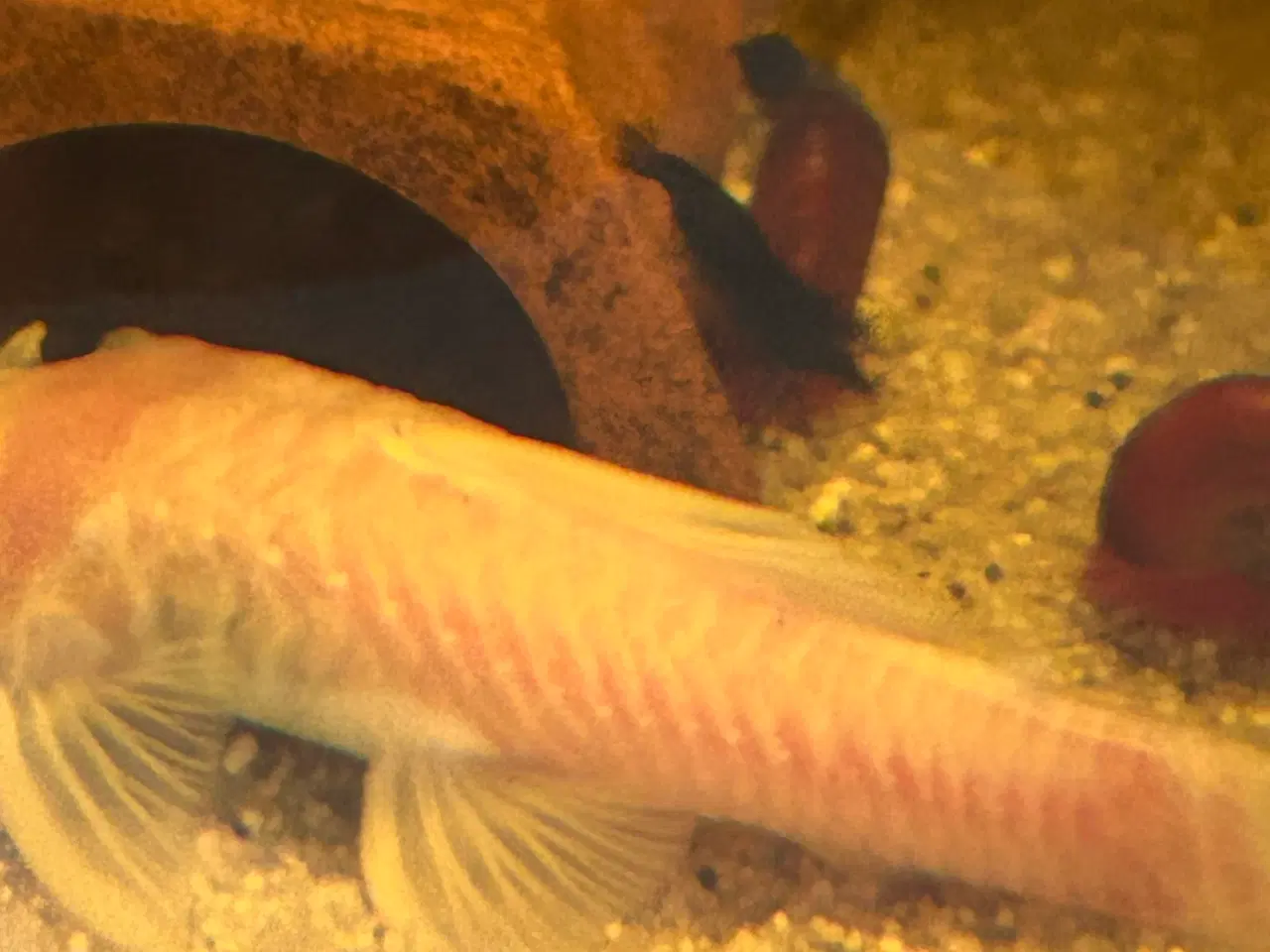 Billede 3 - 🦐💎 Blue Diamond reje– kraftig blå farve | GLS