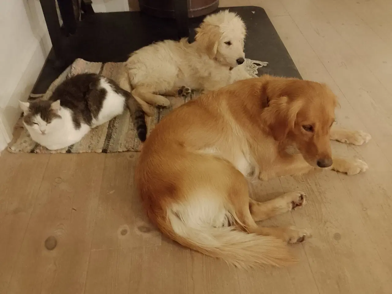 Billede 8 - Allergivenlige goldendoodles hvalpe