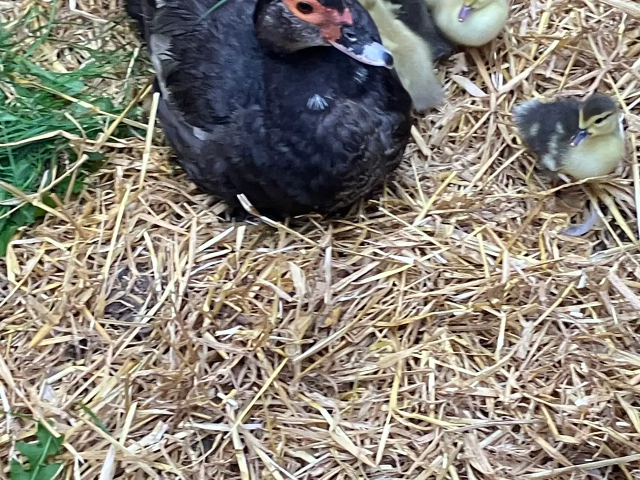 Billede 4 - Moskusællinger med mor