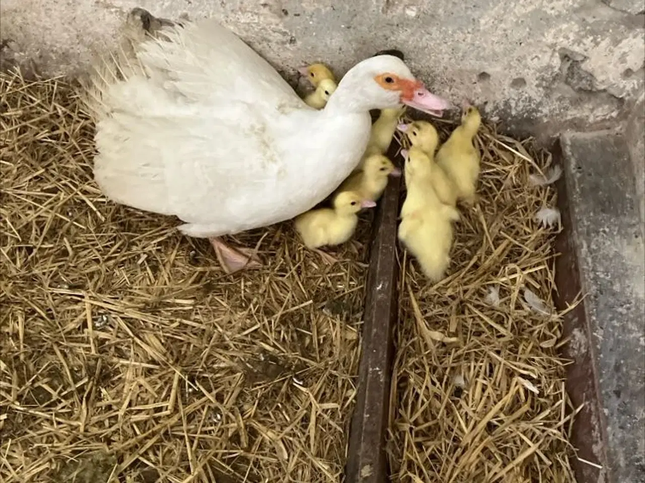 Billede 1 - Moskus ællinger 