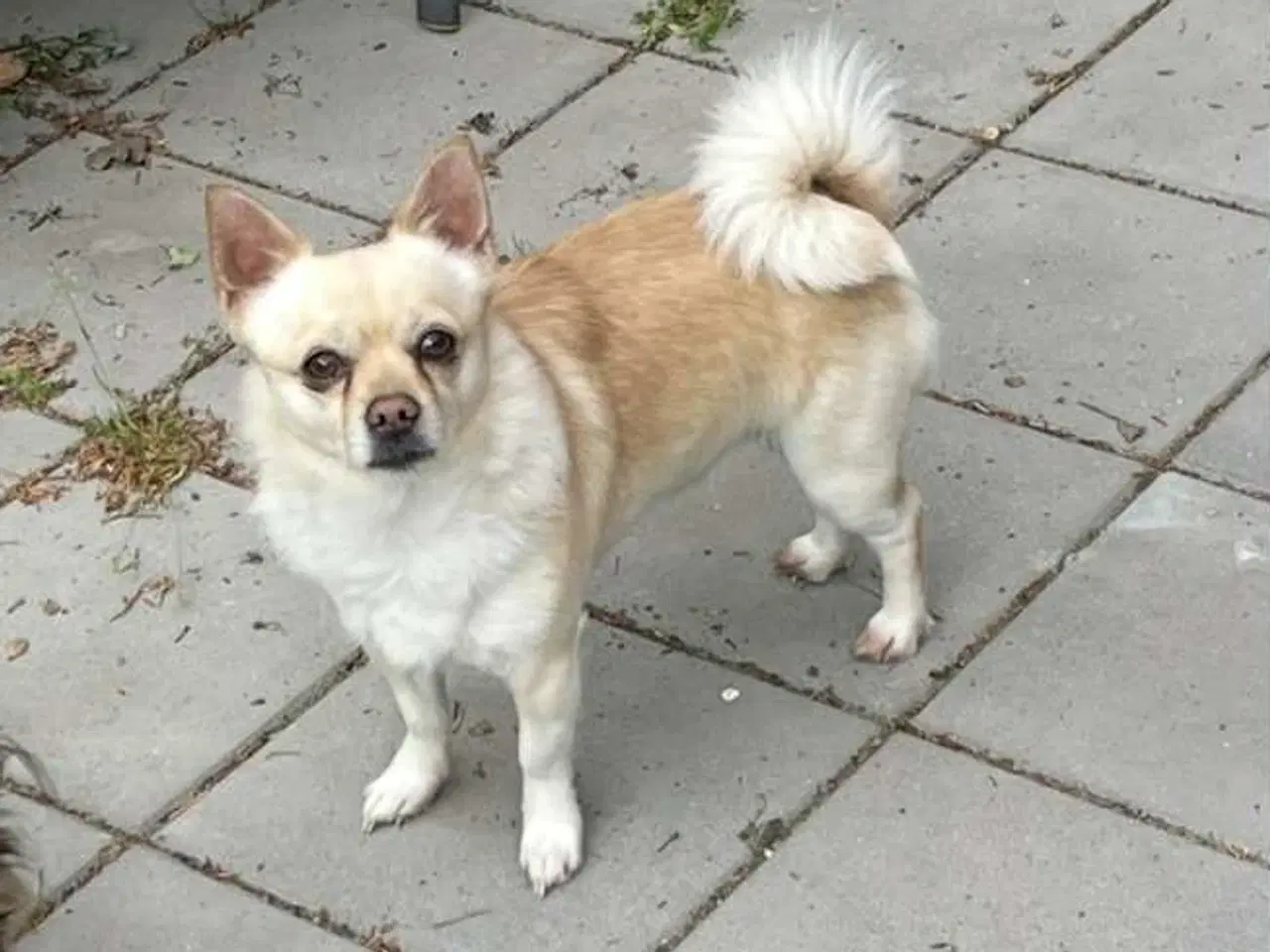 Billede 10 - Chihuahua hvalpe