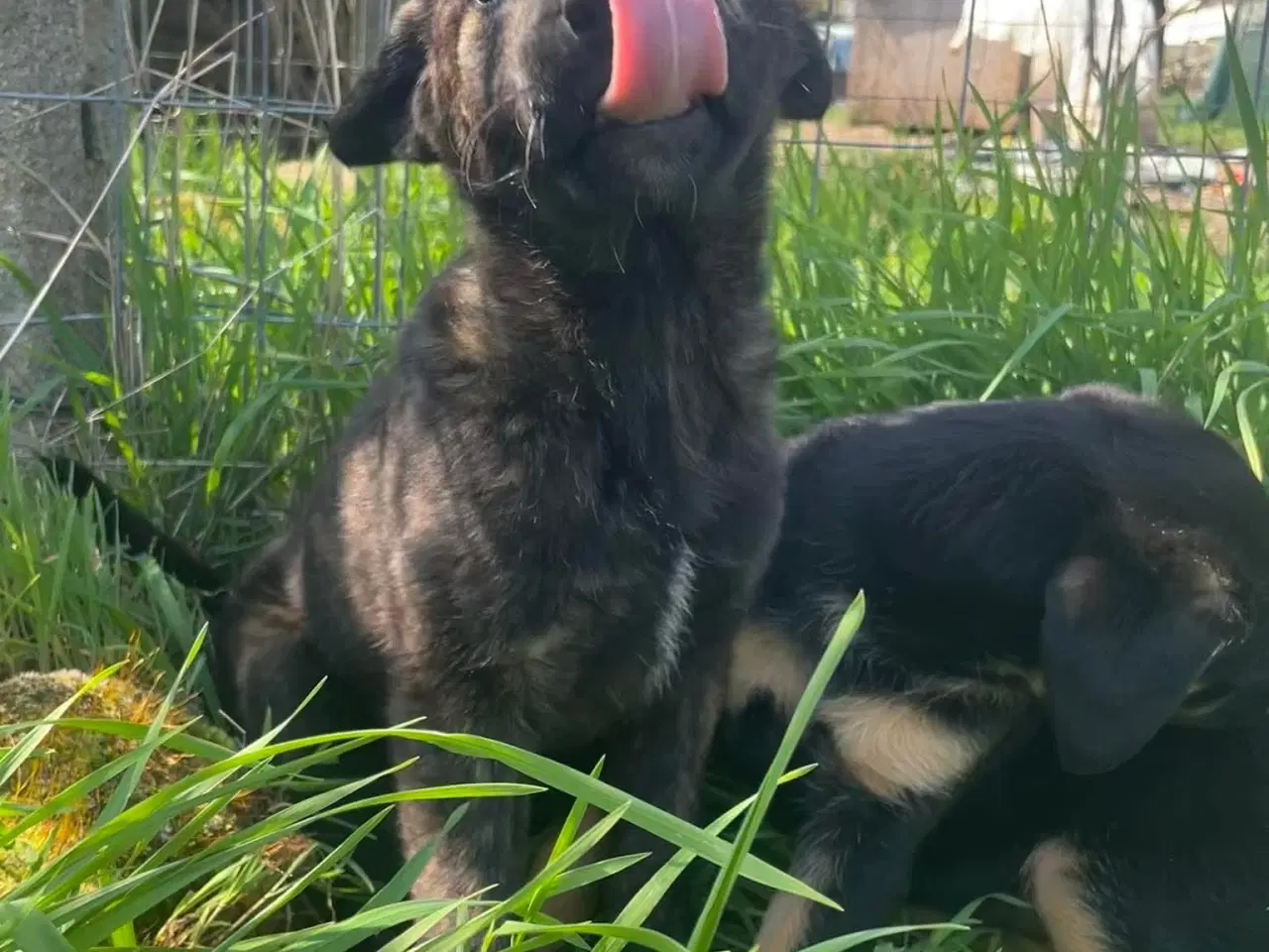 Billede 16 - Kira søger sin egen familie❤️