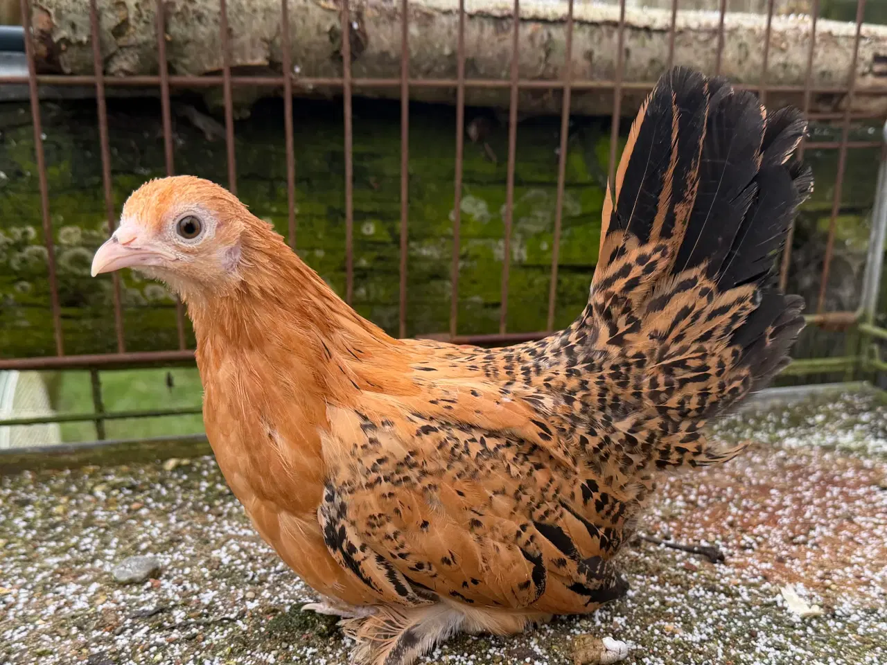 Billede 1 - Mindste hønse race