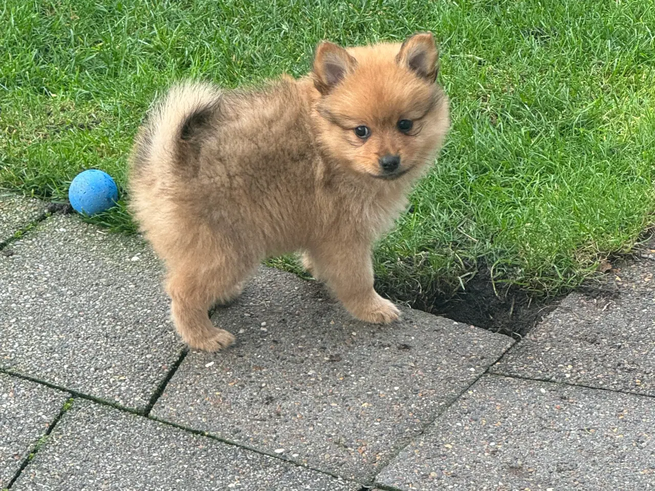 Billede 4 - Volpino Italiano hvalpe