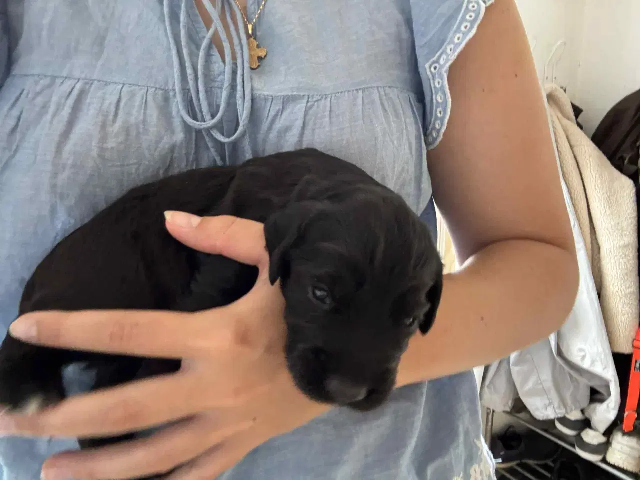 Billede 4 - Ft. Cocker spaniel hvalpe