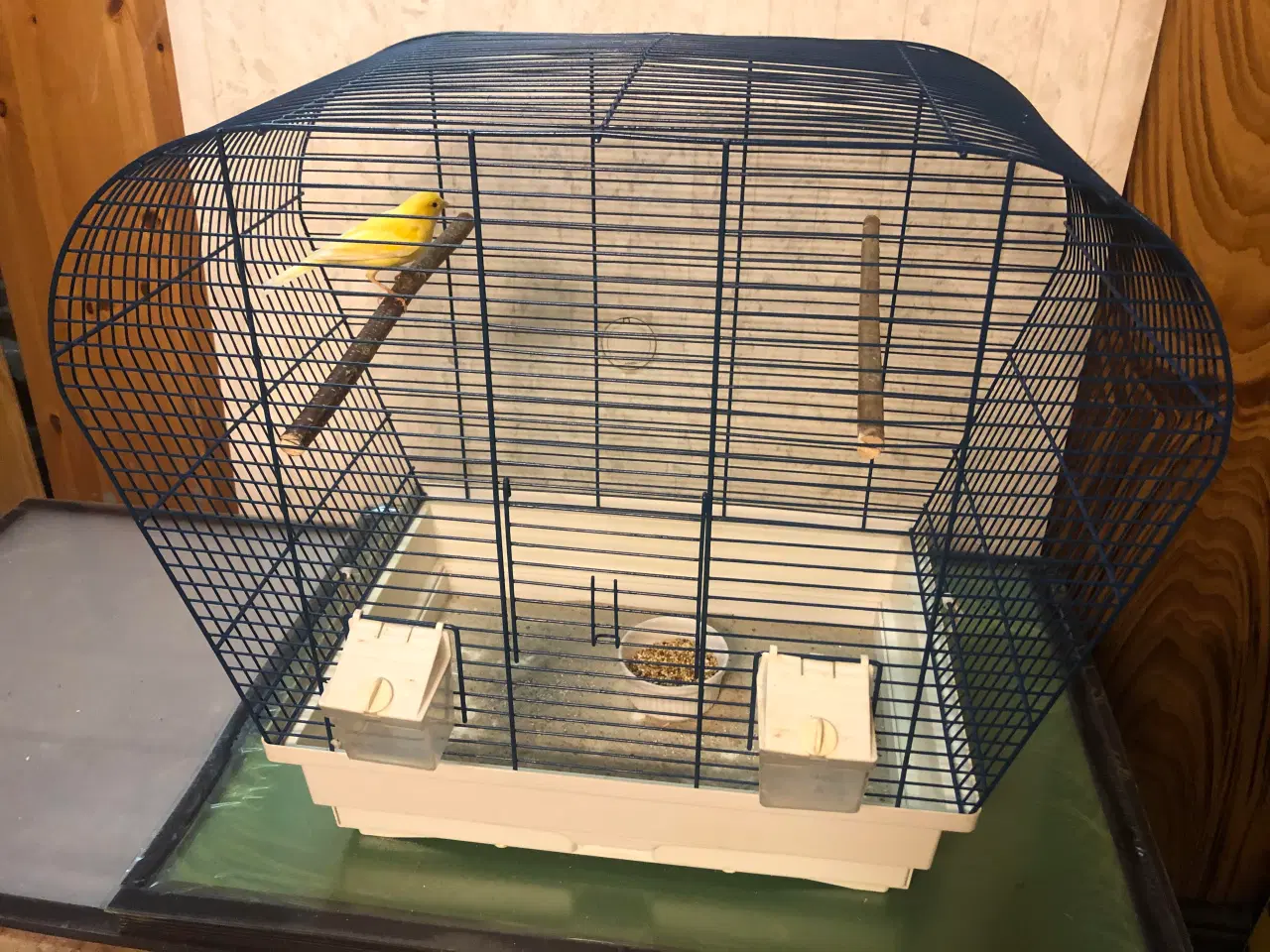 Billede 1 - Kanariefugl i bur