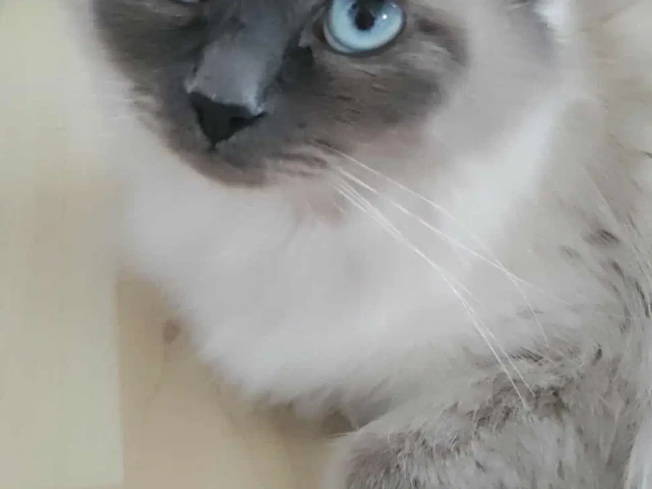 Billede 4 - Ragdoll hun killinger 