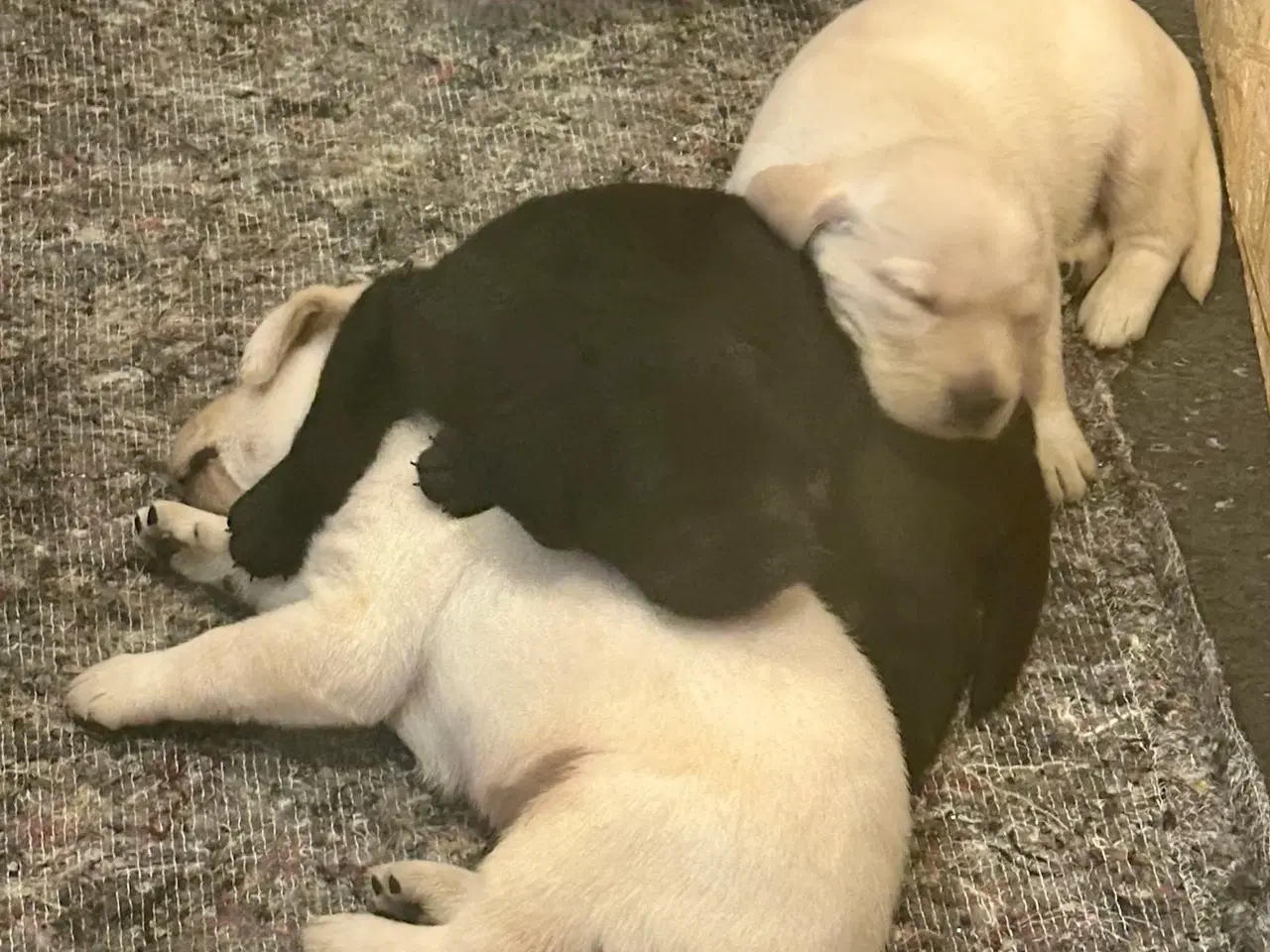 Billede 3 - Labrador hvalpe