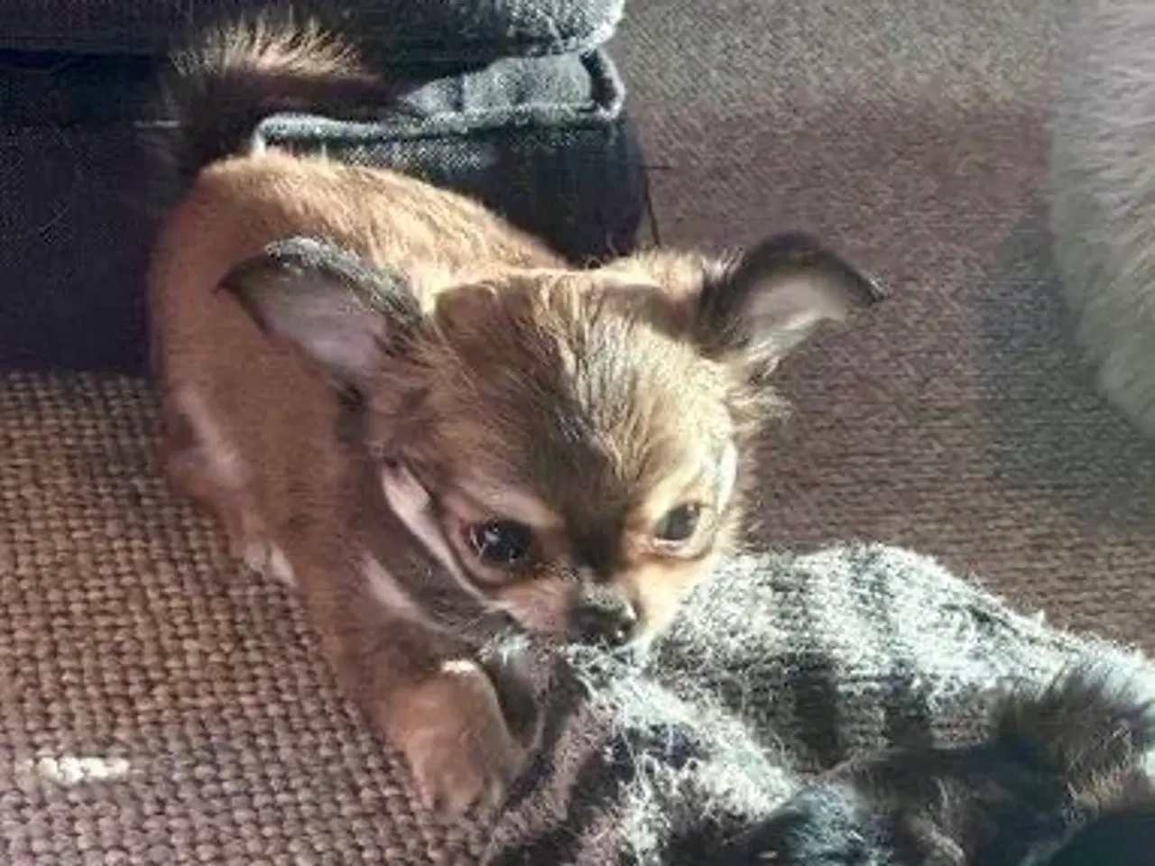 Billede 5 - DKK Chihuahua 