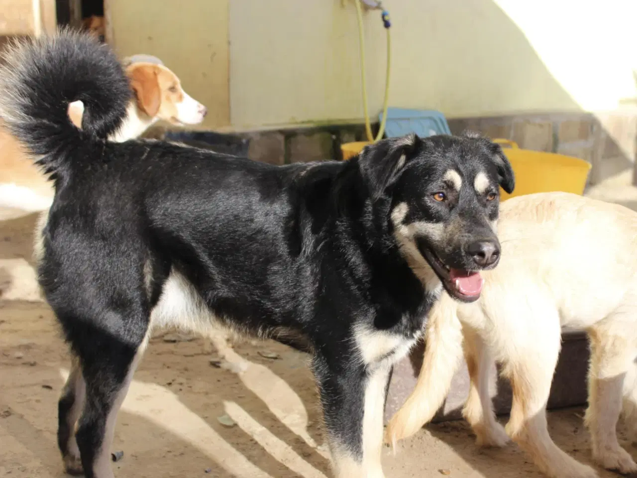 Billede 5 - Smukkeste Apollo søger sit 4ever hjem