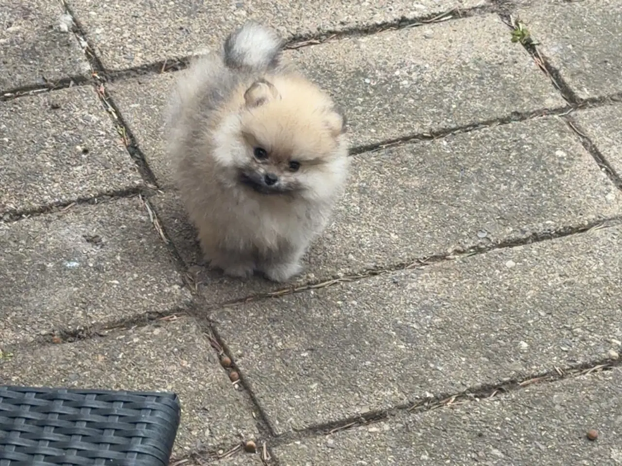 Billede 6 - Super sød dreng