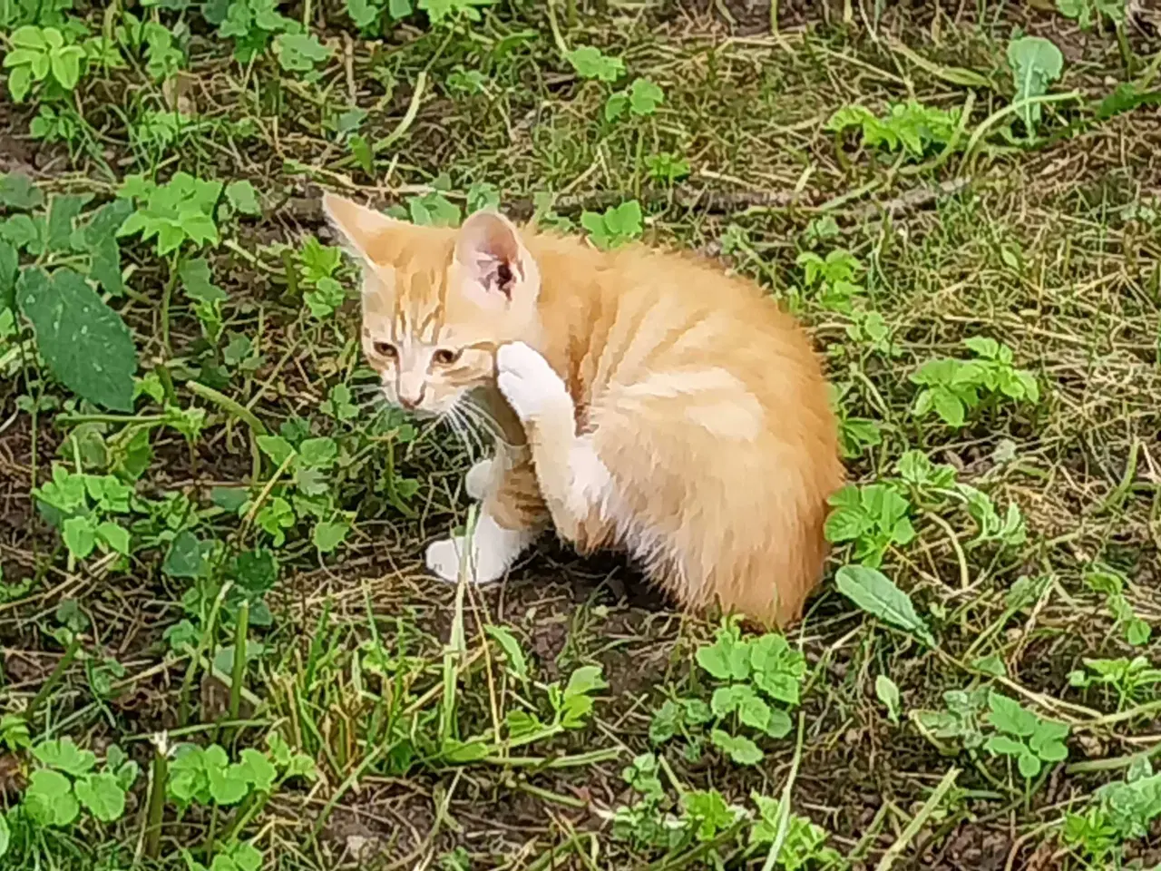 Billede 4 - Katte killinger 