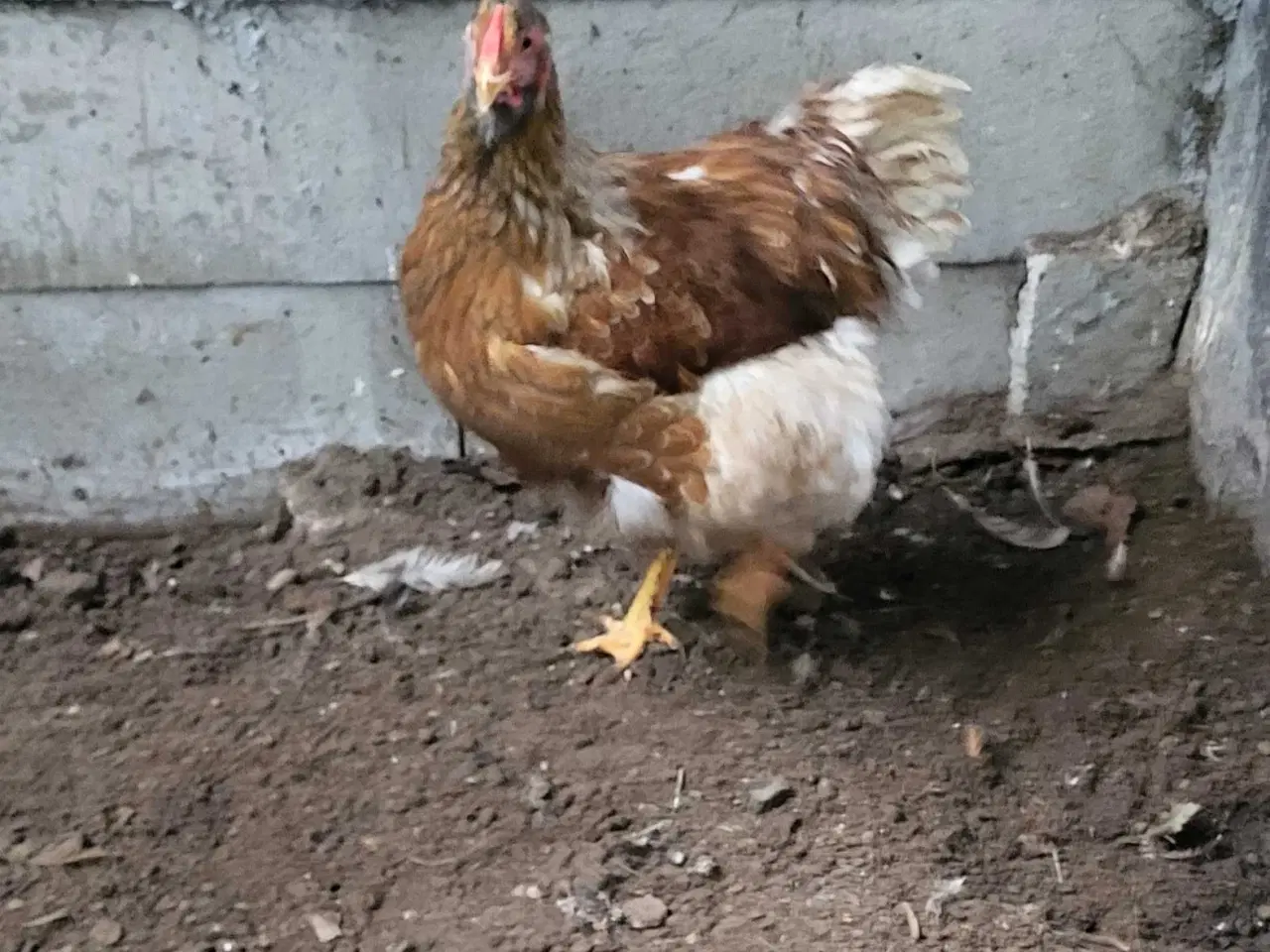 Billede 2 - Wyandotte høner