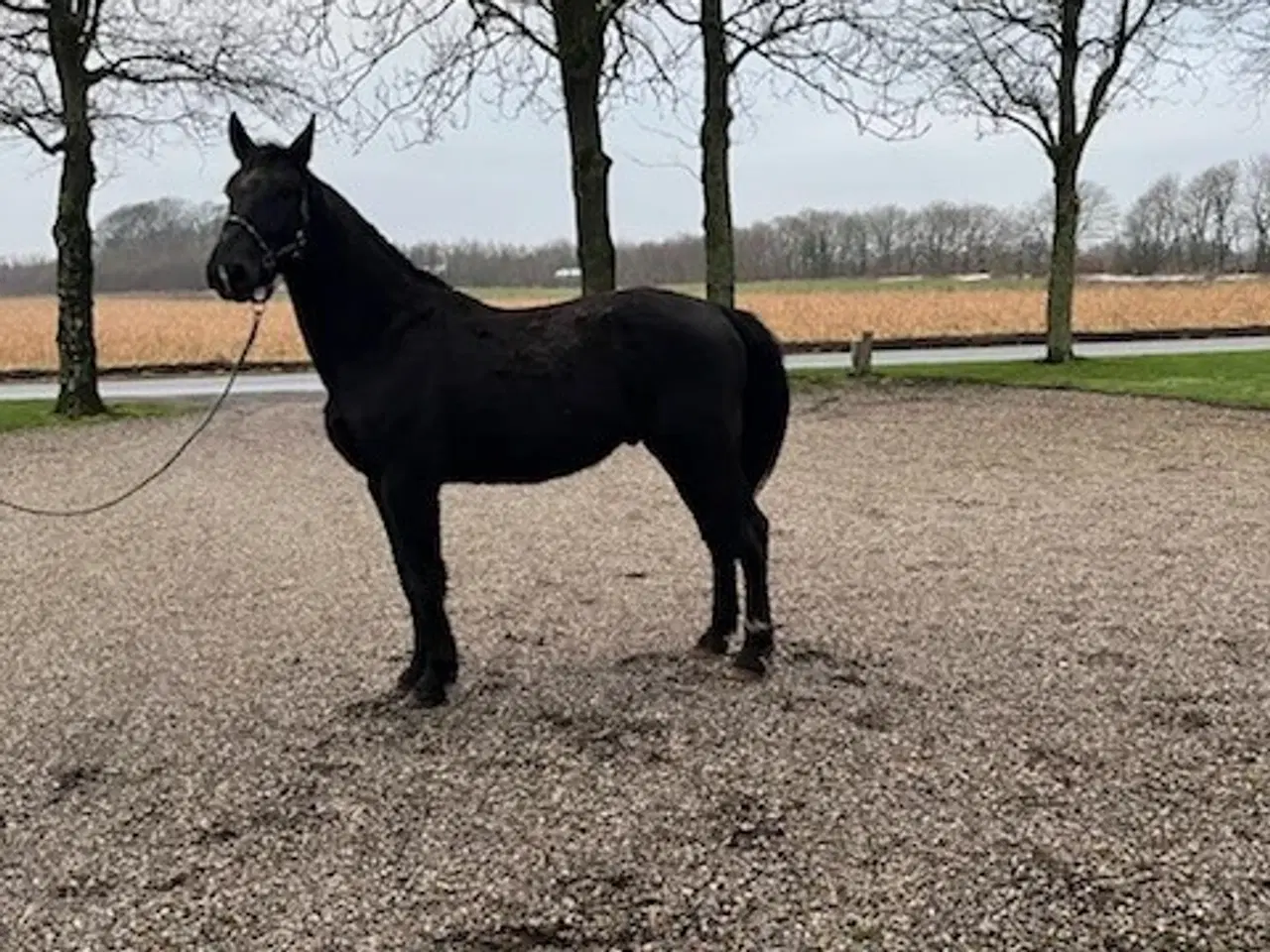 Billede 1 - oldenborg vallak