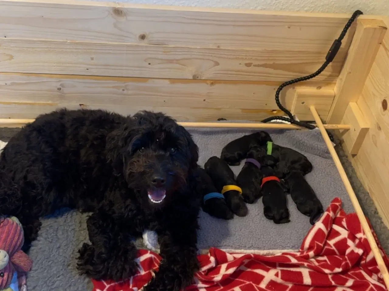 Billede 1 - Doodle-hvalpe til salg 🐶