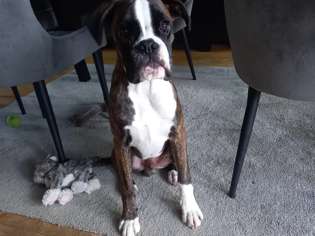 Billede 1 - Han boxerhvalp sælges – klar til nyt, kærligt hjem