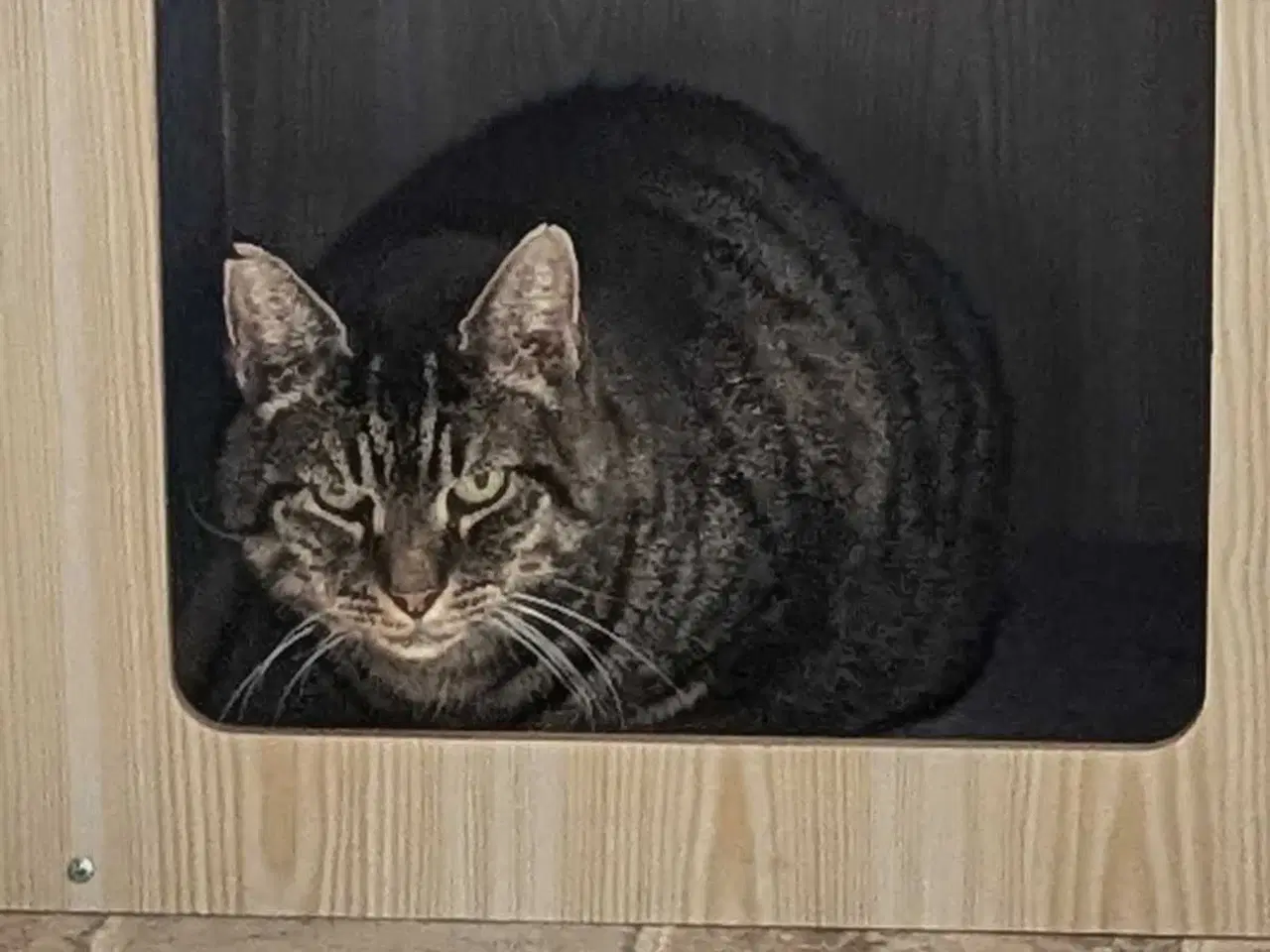 Billede 1 - Ældre kat søger ny chance 